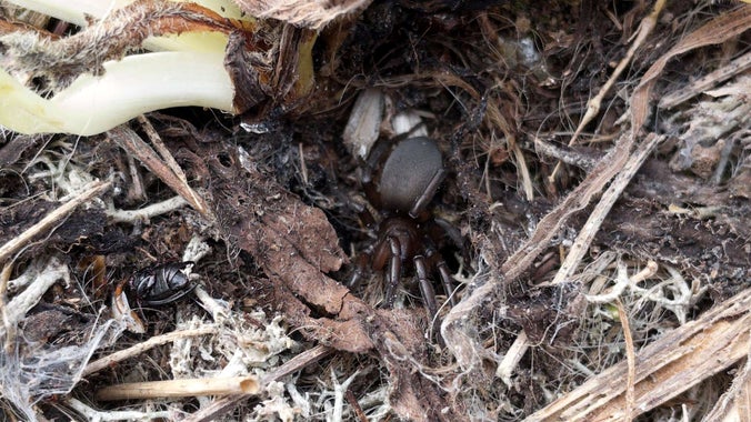 Close up of a black gnaphosa lugubris spider at Orford Ness